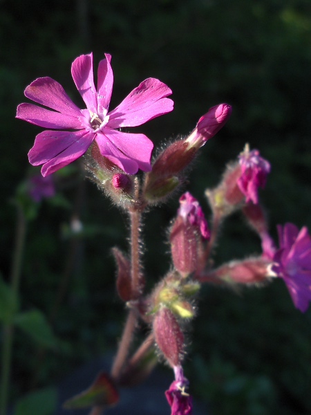 red campion / Silene dioica: Inflorescence of a male plant