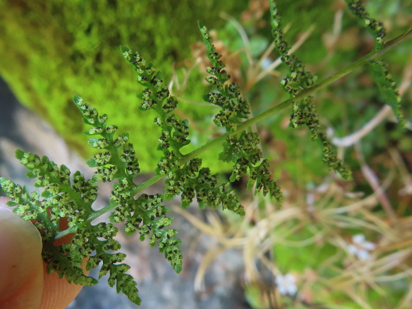 brittle bladder-fern / Cystopteris fragilis: The sori of _Cystopteris fragilis_ are borne on veins on the underside of the fronds.