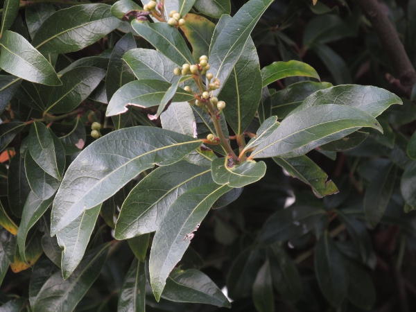 bay / Laurus nobilis: _Laurus nobilis_ is a Mediterranean shrub or small tree with tough, aromatic, evergreen leaves that are used in cookery.