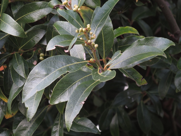 bay / Laurus nobilis