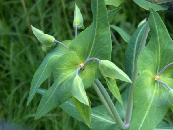 caper spurge / Euphorbia lathyris: Cyathia