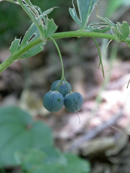 Solomon’s-seal / Polygonatum multiflorum: The fruit of _Polygonatum odoratum_ is a round berry, which is purplish black with a waxy bloom when ripe.