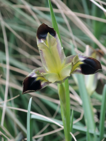 snake’s-head iris / Iris tuberosa: _Iris tuberosa_ is a Mediterranean species with tuberous roots that sometimes escapes from gardens.