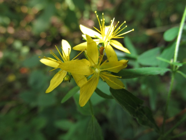 hairy St. John’s wort / Hypericum hirsutum