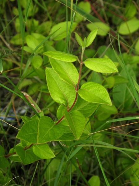 fly honeysuckle / Lonicera xylosteum: _Lonicera xylosteum_ has hairy leaves which it holds parallel to the ground.