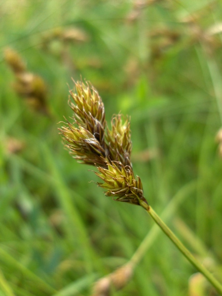 oval sedge / Carex leporina: The spikelets of _Carex leporina_ are female towards the tip; the utricles are winged in the distal half.