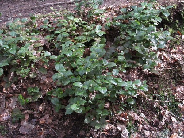 shallon / Gaultheria shallon: _Gaultheria shallon_ is native to western North America, from Santa Barbara County, California, to the Alaska panhandle; the name ‘shallon’ apparently comes from Chinook Jargon.