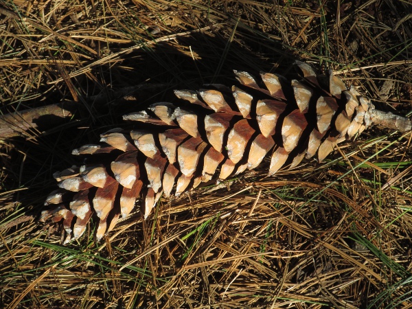 Bhutan pine / Pinus wallichiana: The cones-scales of _Pinus wallichiana_ are distinctively thickened at their tips.