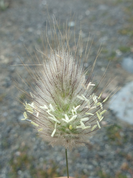 hare’s-tail / Lagurus ovatus: In cultivation