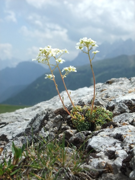livelong saxifrage / Saxifraga paniculata: _Saxifraga paniculata_ is native to calcareous mountains in central Europe.