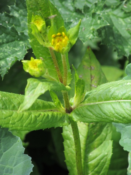 niger / Guizotia abyssinica: The leaves of _Guizotia abyssinica_ are mostly opposite.