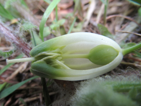 angular Solomon’s-seal / Polygonatum odoratum