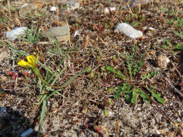 smooth cat’s-ear / Hypochaeris glabra: _Hypochaeris glabra_ is smaller than _Hypochaeris radicata_, with much less hairy leaves and stems.