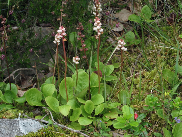 common wintergreen / Pyrola minor: _Pyrola minor_ is our most widespread wintergreen, found mostly among leaf-litter in forests.