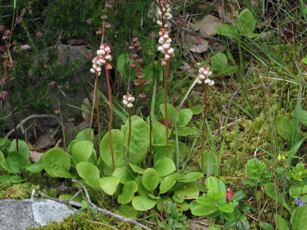 common wintergreen / Pyrola minor