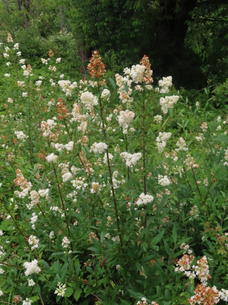 wild privet / Ligustrum vulgare: _Ligustrum vulgare_ grows in woods and scrub, especially on base-rich soils.