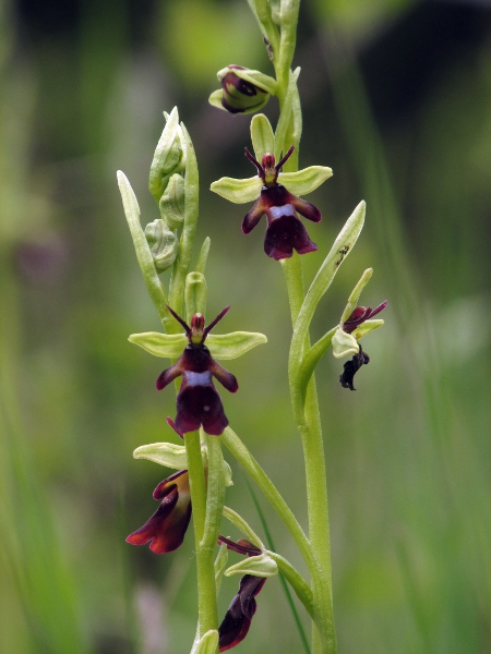 fly orchid / Ophrys insectifera: The small flowers of _Ophrys insectifera_ are thought to resemble female insects in order to trick males into attempting to mate and so pollinate the orchid, although the deception may rely on chemical cues.