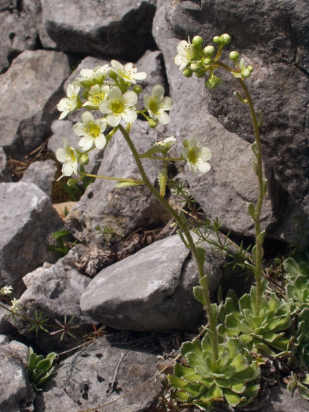 livelong saxifrage / Saxifraga paniculata: _Saxifraga paniculata_ is one of several species with lime-encrusted leaf edges.