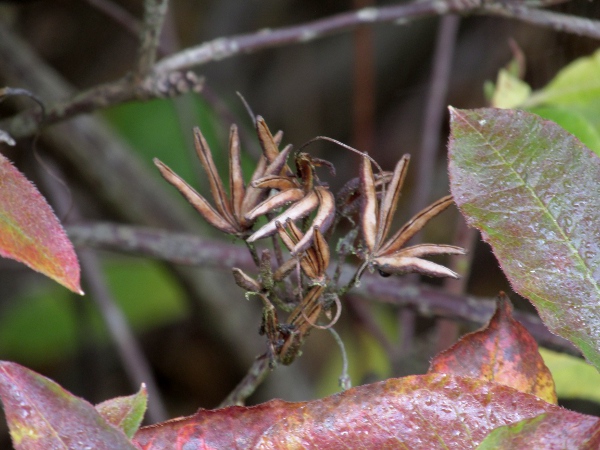 yellow azalea / Rhododendron luteum: Dehiscent capsules