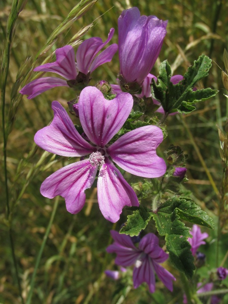 common mallow / Malva sylvestris