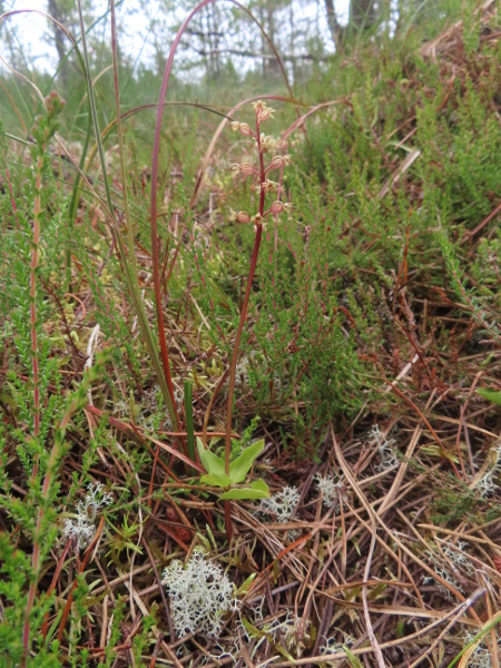 lesser twayblade / Neottia cordata: _Neottia cordata_ is a delicate orchid of moorland and peat bogs in Scotland, Ireland, northern England, North Wales and on Exmoor; it has just 1 pair (exceptionally 2 pairs) of deltate leaves.