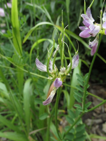 crown vetch / Securigera varia: Developing fruit