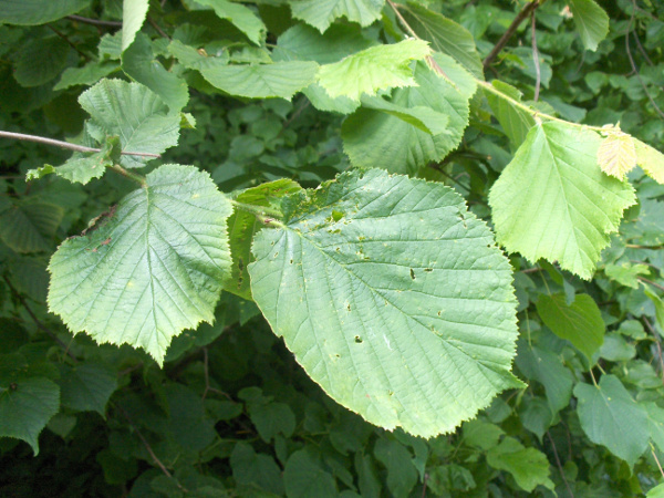 hazel / Corylus avellana: _Corylus avellana_ is a common and widespread shrub; its leaves are broad with a small acuminate tip, and the petioles are densely glandular-hairy.