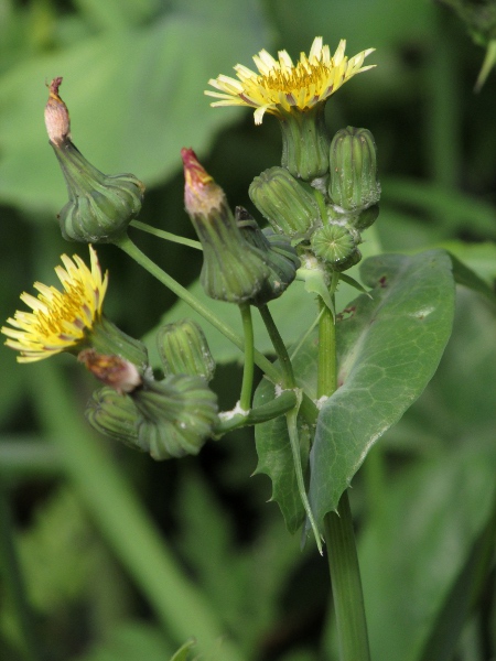 smooth sow-thistle / Sonchus oleraceus