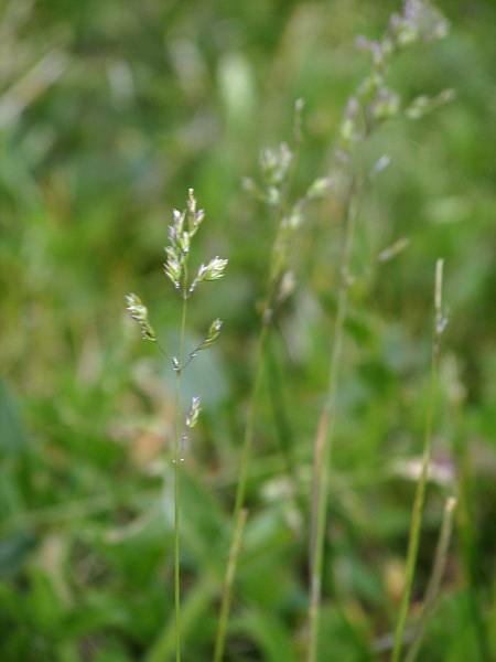 narrow-leaved meadow-grass / Poa angustifolia: _Poa angustifolia_ is a rhizomatous perennial grass that is more frequent in the south and east and less frequent in the north and west.