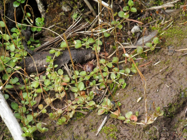 New Zealand willowherb / Epilobium brunnescens: _Epilobium brunnescens_ is a creeping plant from New Zealand that is now common in all upland areas of the British Isles.