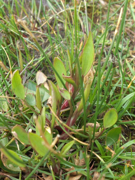 lesser spearwort / Ranunculus flammula: The leaves are shorter than those of _Ranunculus lingua_, with regular short teeth.