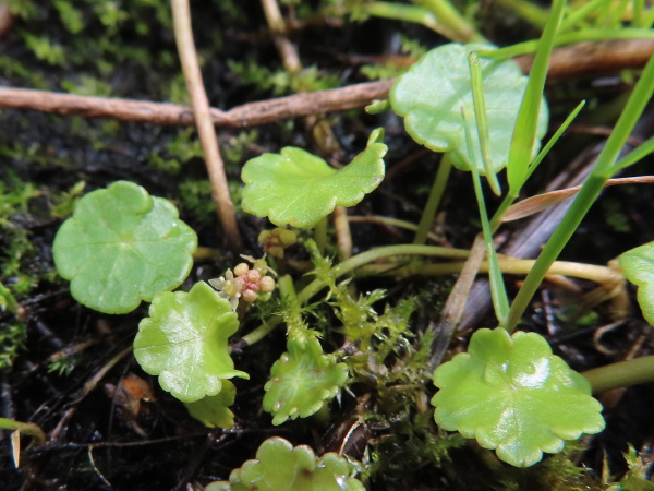 marsh pennywort / Hydrocotyle vulgaris: The 5-parted flowers of _Hydrocotyle vulgaris_ are inconspicuous and often hidden by the leaves.