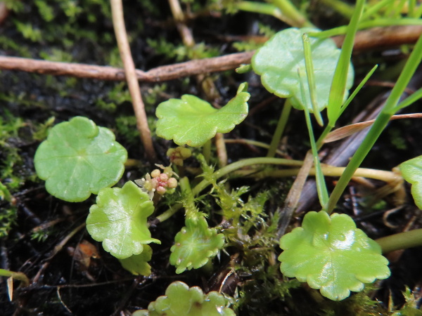 marsh pennywort / Hydrocotyle vulgaris