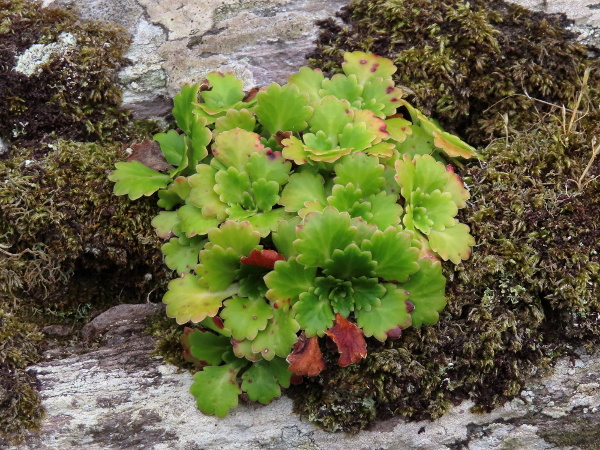 St. Patrick’s cabbage / Saxifraga spathularis: The leaf-rosettes of _Saxifraga spathularis_ are a common sight in the mountains of southern and western Ireland.