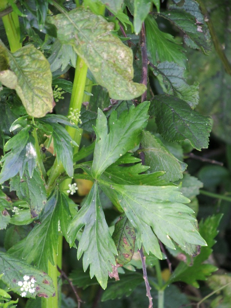 wild celery / Apium graveolens: The leaves of _Apium graveolens_ give off the same smell as cultivated celery, which is derived from this wild species.