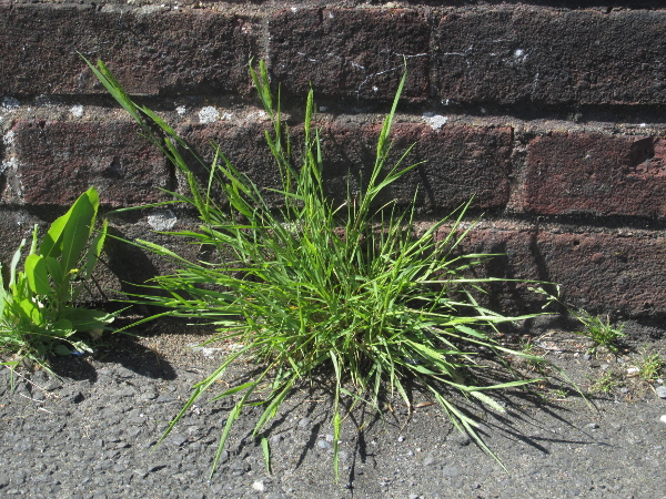 Mediterranean hair-grass / Rostraria cristata: _Rostraria cristata_ is a non-native grass, often confused with our native _Koeleria macrantha_.