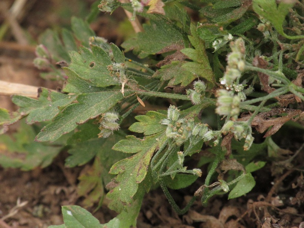 spreading hedge-parsley / Torilis arvensis