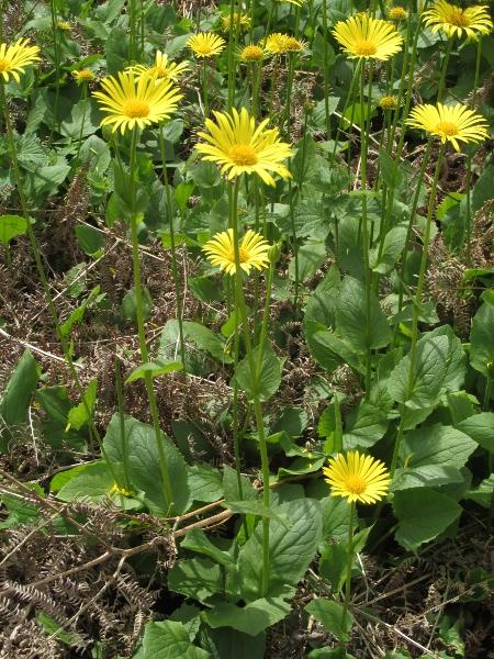 leopard’s bane / Doronicum columnae: _Doronicum columnae_ is native to the eastern Alps and the Balkans; its basal leaves are cordate and distinctly toothed.