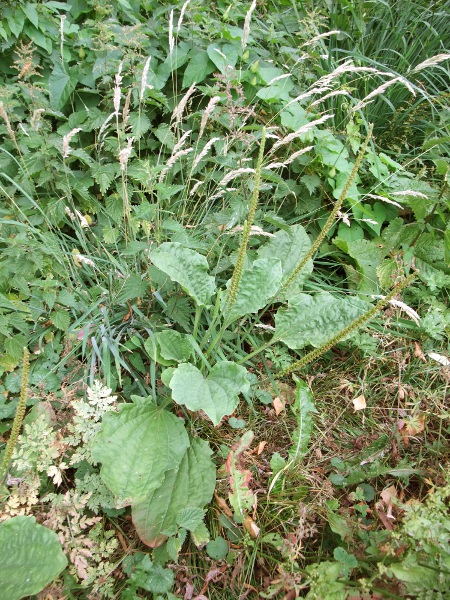 greater plantain / Plantago major: _Plantago major_ is a common and widespread plant of rough ground; its leaves have a petiole about as long as the blade, in contrast to the rarer _Plantago media_.