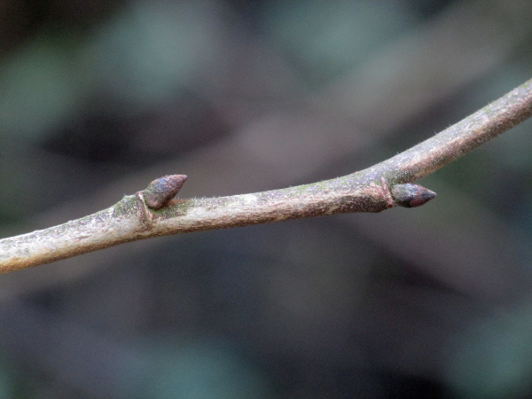 wych elm / Ulmus glabra: The buds of _Ulmus glabra_ have a dense covering of rust-coloured hairs.