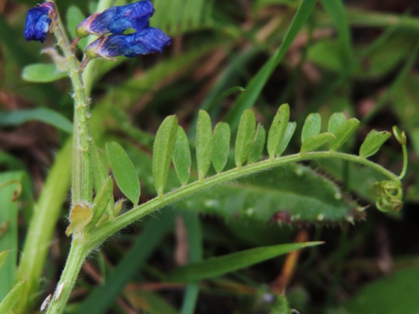 fodder vetch / Vicia villosa: _Vicia villosa_ is usually conspicuously hairy; the leaves have 4–12 pairs of leaflets and a branching tendril.