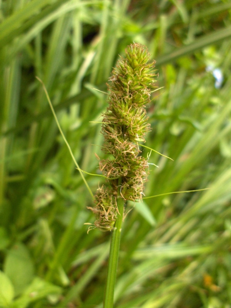 false fox sedge / Carex otrubae: The thick, acutely triangular stems and long bract(s) at the base of the inflorescence separate _Carex otrubae_ from almost all others at a distance; _Carex vulpina_ differs only subtly but is much rarer.