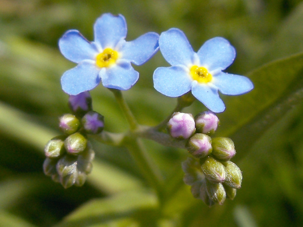 water forget-me-not / Myosotis scorpioides