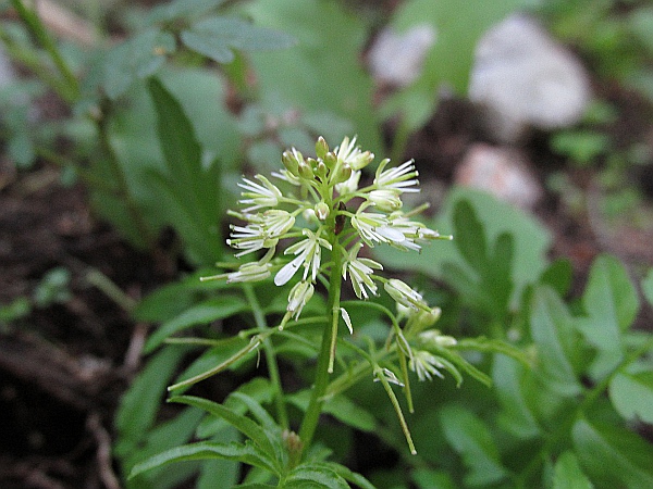 narrow-leaved bitter-cress / Cardamine impatiens