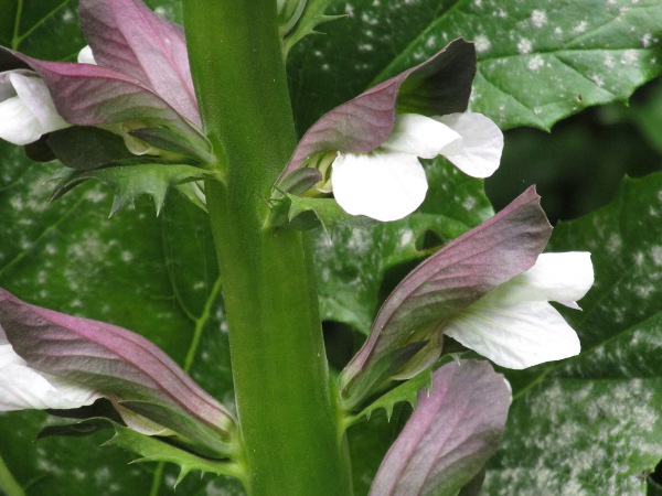 bear’s breech / Acanthus mollis: Flowers