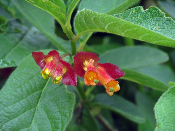 Californian honeysuckle / Lonicera involucrata: The paired yellow–red flowers are surrounded by large, red, connate bracts.