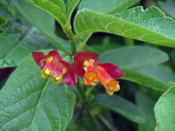 Californian honeysuckle / Lonicera involucrata