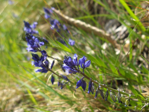 common milkwort / Polygala vulgaris: _Polygala vulgaris_ grows in a range of grassland, heathland and dune habitats.