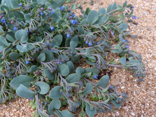 oysterplant / Mertensia maritima