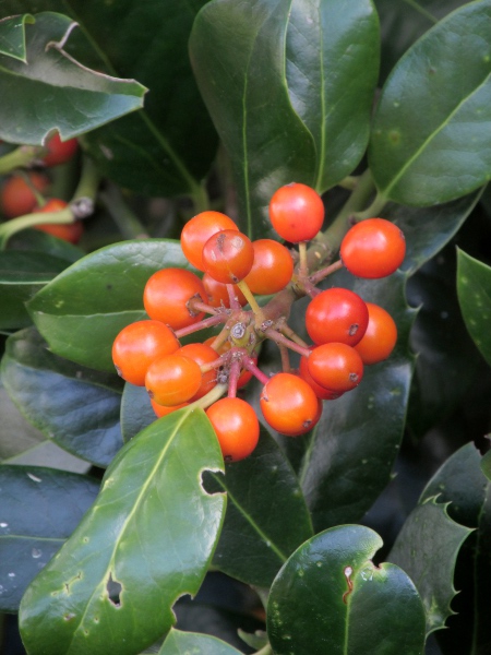 Highclere holly / Ilex × altaclerensis: Fruit